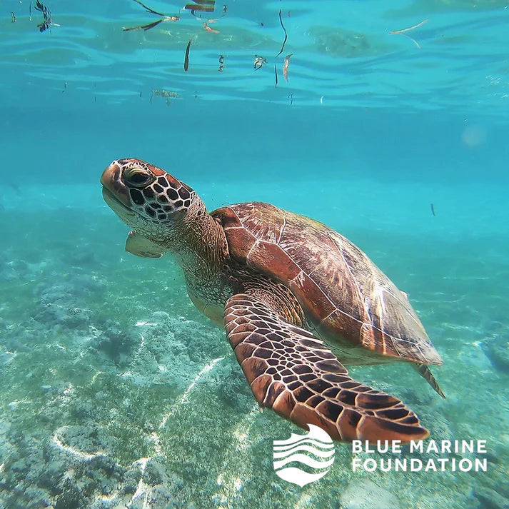 Elizabeth Scarlett Everyday Pouch Swimming Turtle